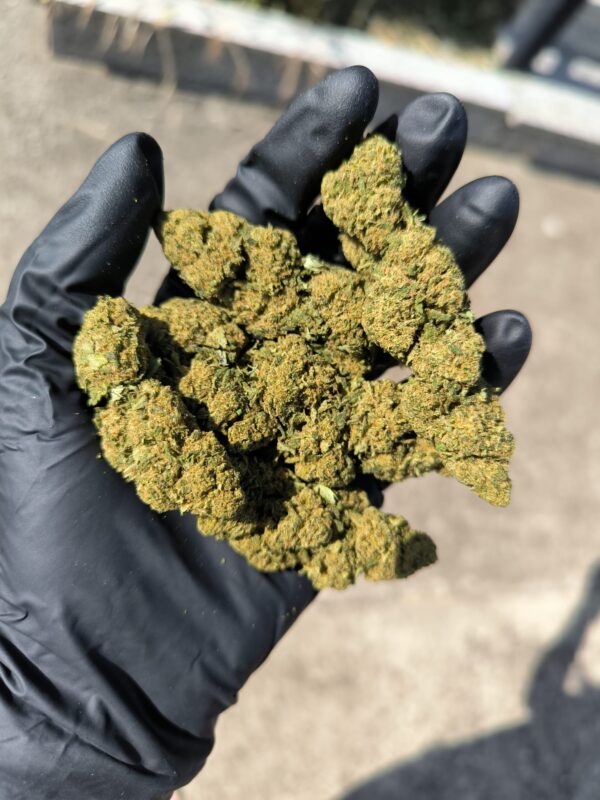 mimosa 2