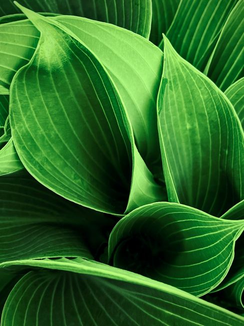 pexels aceite cbd calidad 0