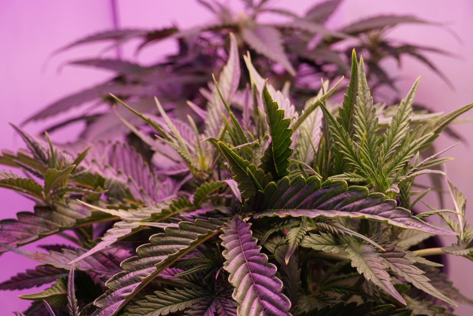 pexels cannabigerol 0