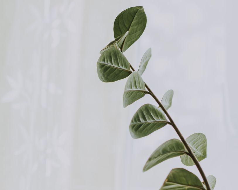 pexels cbd bienestar general 0