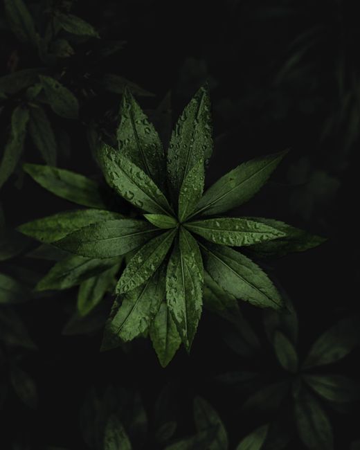 Hojas Verdes Cubiertas De Rocío En Un Bosque Oscuro