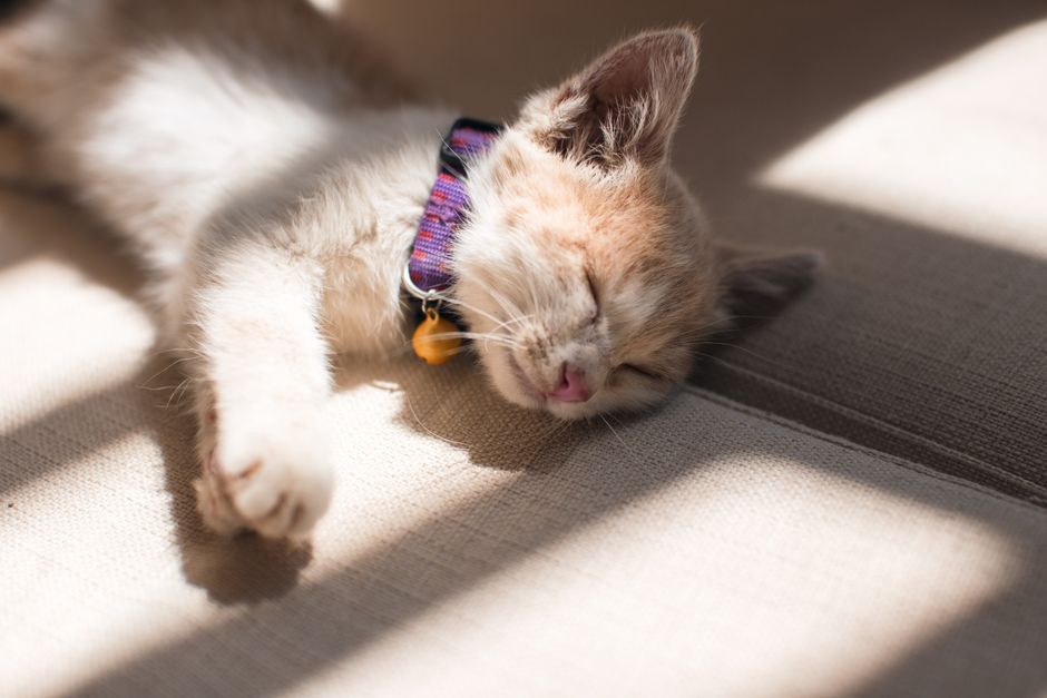 pexels cbd para mascotas 0