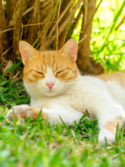 Un Lindo Gato Durmiendo En El Parque