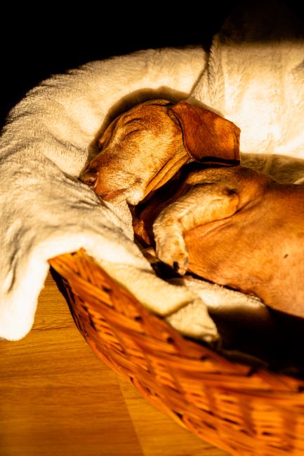 Un tranquilo perro salchicha marrón duerme en una acogedora cesta bañada por la cálida luz del sol.