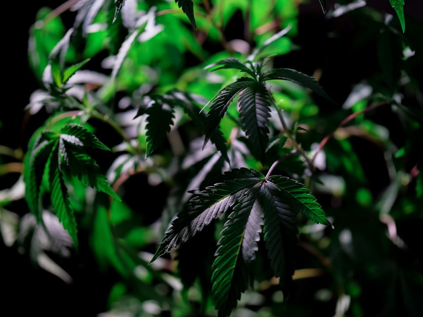 pexels critical cbd 0