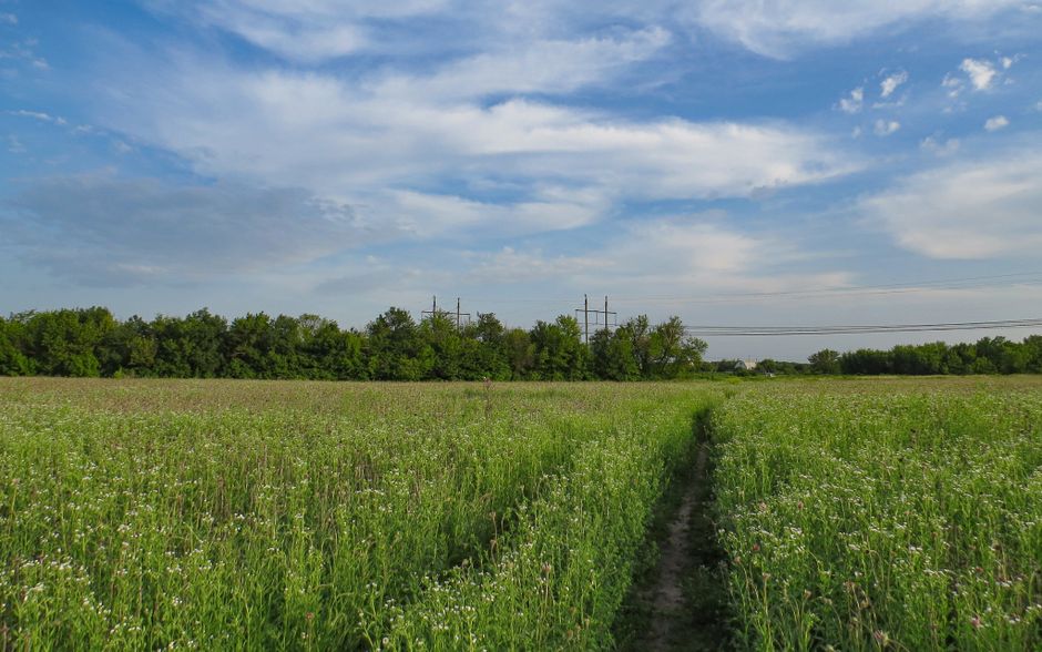 Un vasto campo verde con un camino, árboles y cielo azul en Kharkiv, Ucrania, capturado durante el día.