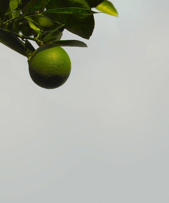 Fotos de stock gratuitas de agricultura, aislado, al aire libre
