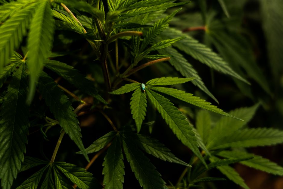 pexels funcionamiento cbd y tipos de productos 0