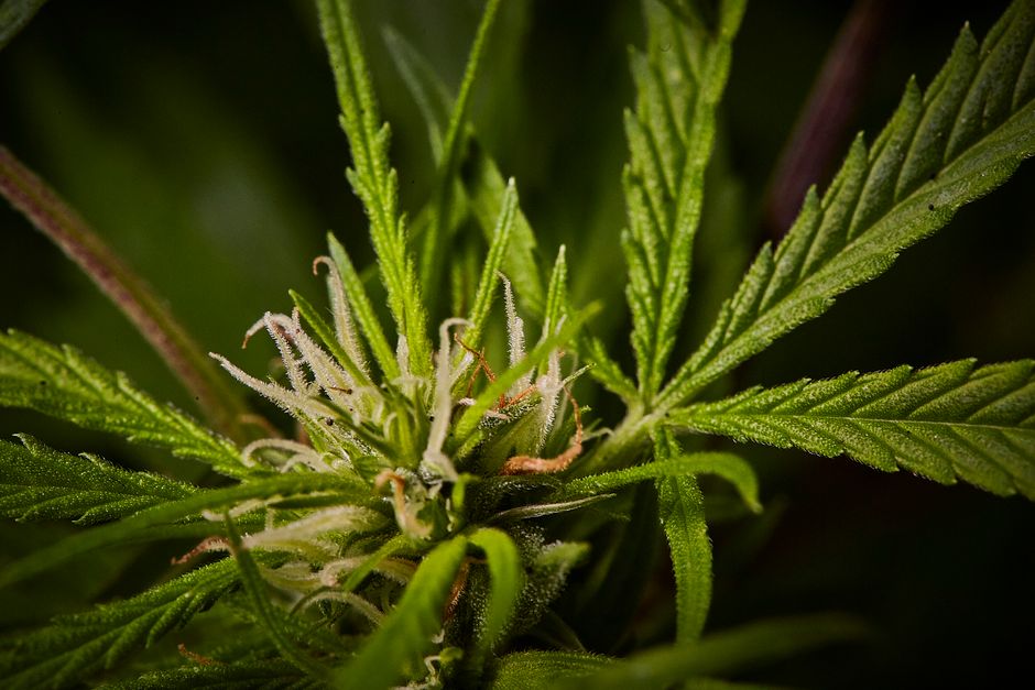 pexels funcionamiento cbd y tipos de productos 1