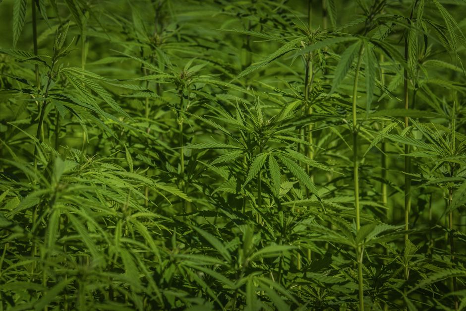 pexels trim cbd 0