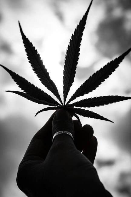 Silueta en blanco y negro de una mano sosteniendo una hoja de cannabis contra el cielo.