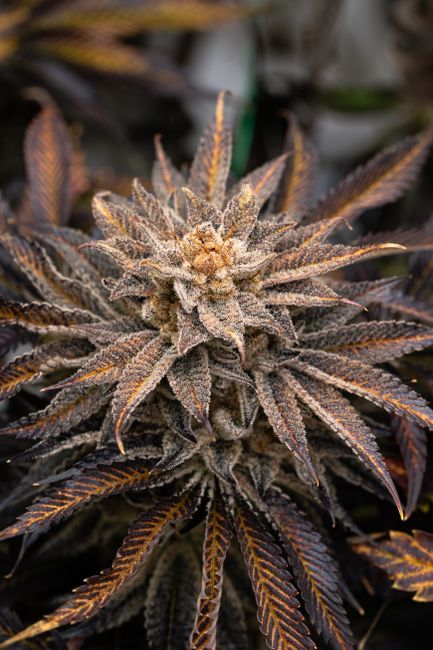 Fotos de stock gratuitas de agricultura, botánico, brote de cannabis