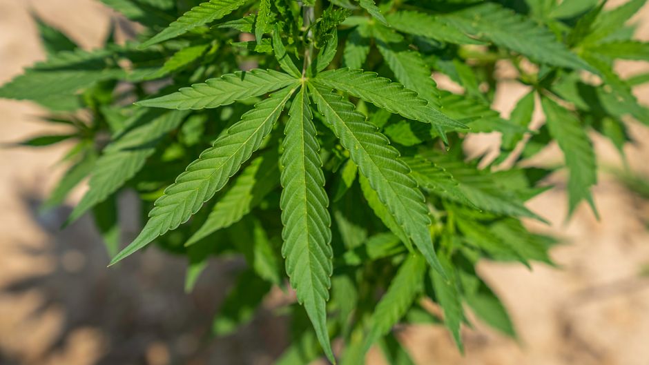 Vista detallada de hojas verdes de cannabis a la luz del sol natural.