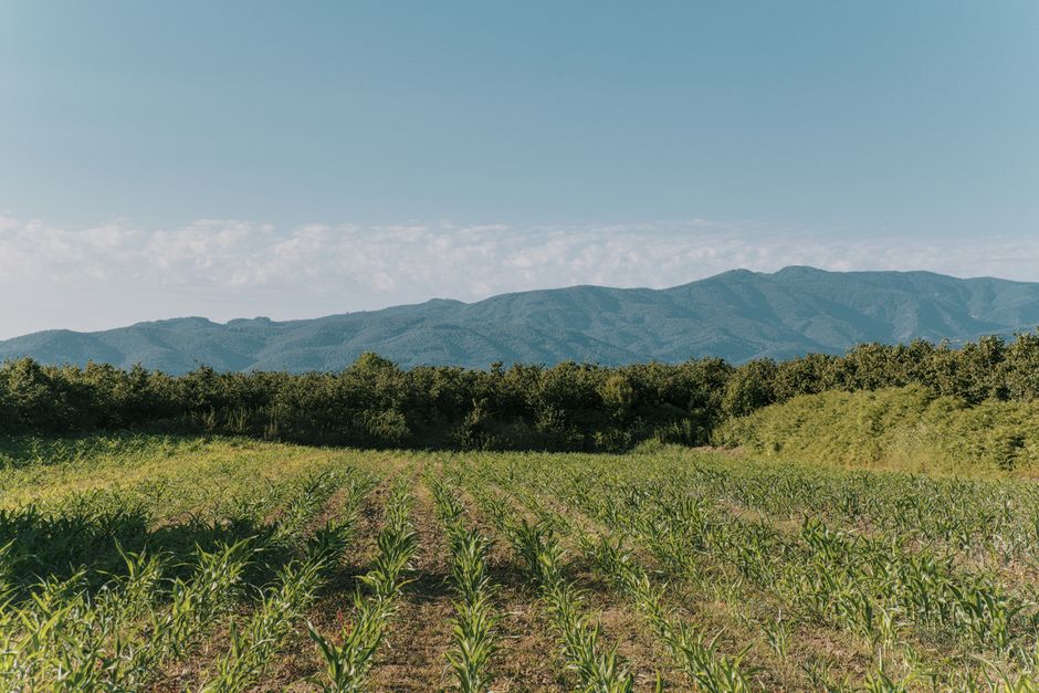 Exuberante campo de maíz con montañas distantes bajo un cielo claro de verano.