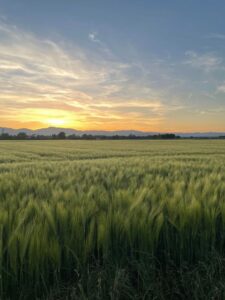 Preciosa puesta de sol sobre un frondoso campo de cebada verde en Grand Est, Francia, con montañas en la distancia.