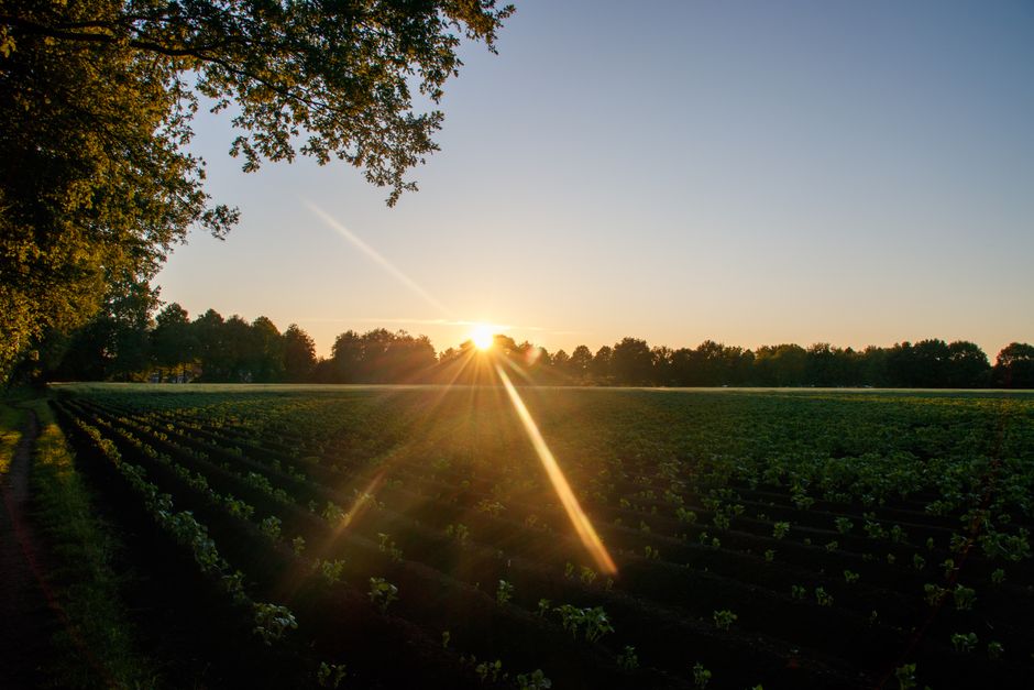 Un hermoso amanecer sobre campos agrícolas verdes que crea una atmósfera serena y tranquila.