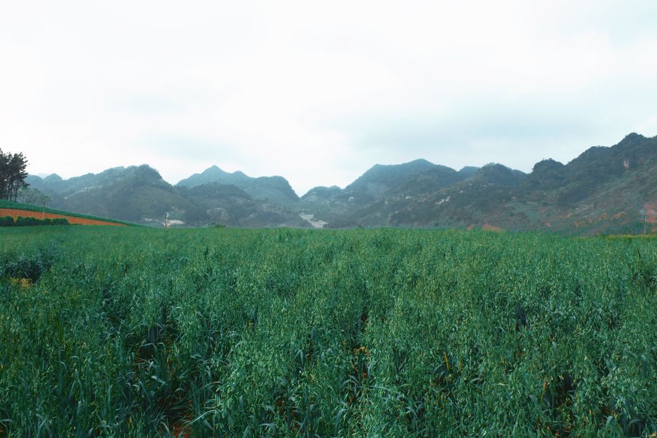 Extenso campo verde con vegetación exuberante y montañas al fondo bajo un cielo nublado.