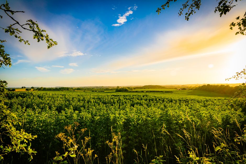 Fotos de stock gratuitas de agricultura, al aire libre, alba