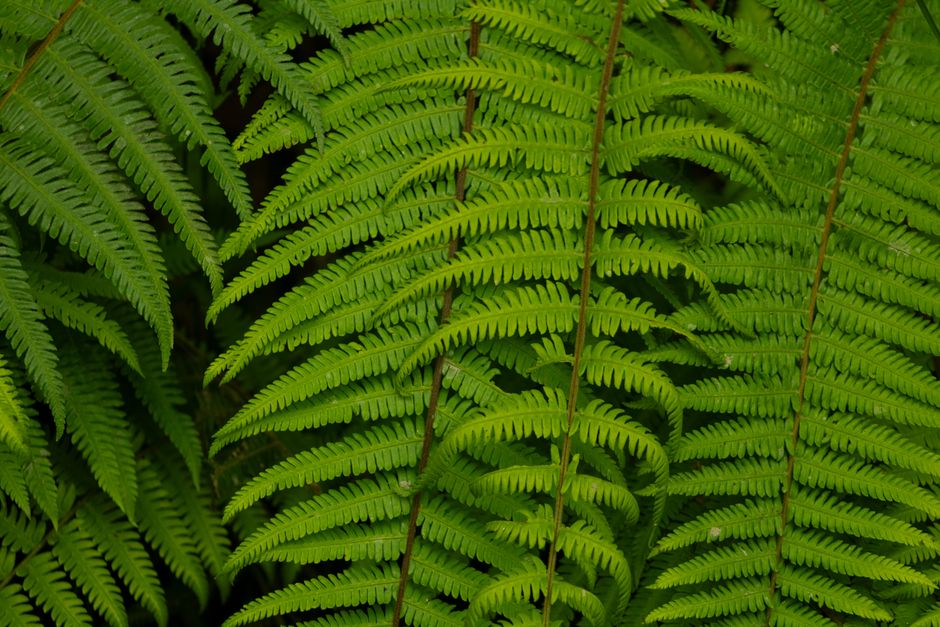 Primer plano de exuberantes hojas de helecho verde en un bosque colombiano, que muestra la belleza natural.