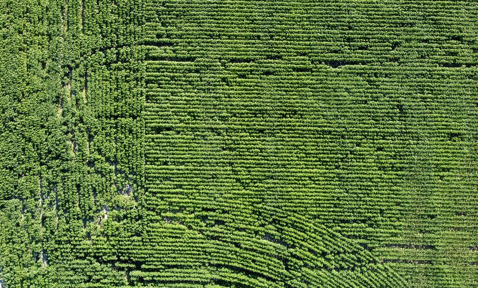 Fotos de stock gratuitas de @al aire libre, agrícola, agricultura