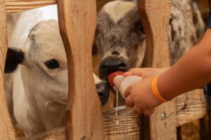 Un niño alimenta con leche a los terneros a través de una valla de madera en una granja.