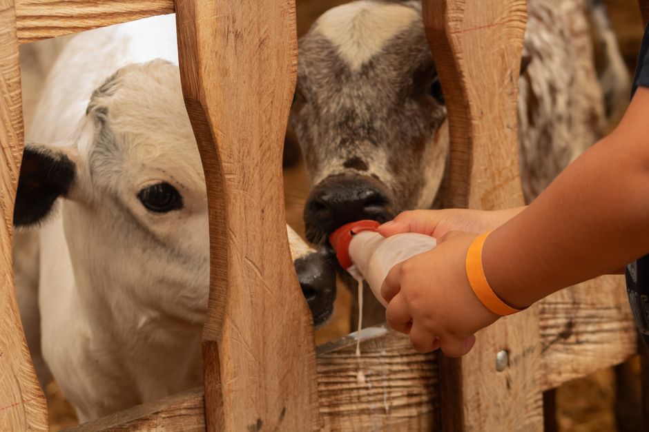 Un niño alimenta con leche a los terneros a través de una valla de madera en una granja.