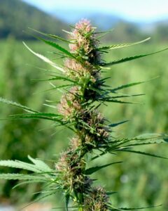 Toma detallada de una planta de cannabis sativa bajo luz natural, resaltando su crecimiento vibrante.