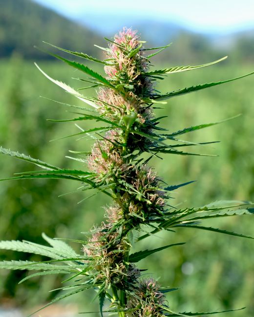 Toma detallada de una planta de cannabis sativa bajo luz natural, resaltando su crecimiento vibrante.