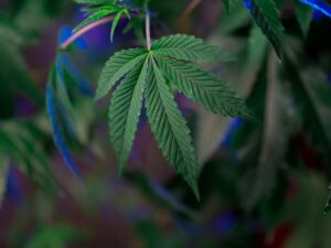 Detallado primer plano de la hoja de cannabis mostrando patrones intrincados y un color verde vibrante con sutiles destellos azules.