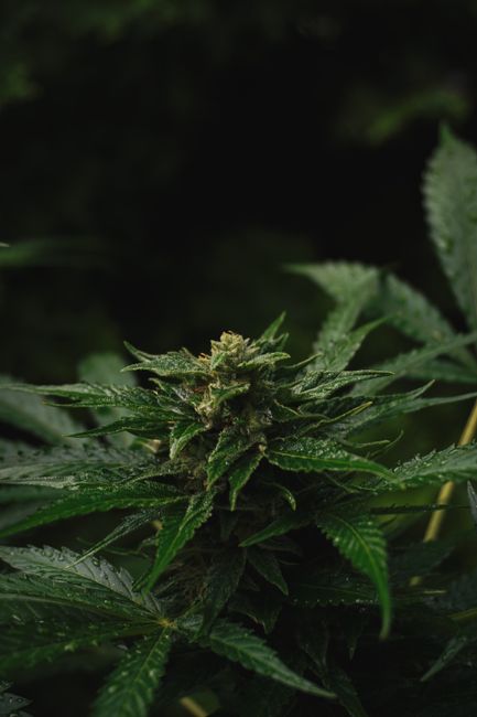 Vista detallada de una planta de cannabis con hojas verdes y flores de cáñamo en ciernes bajo luz natural.