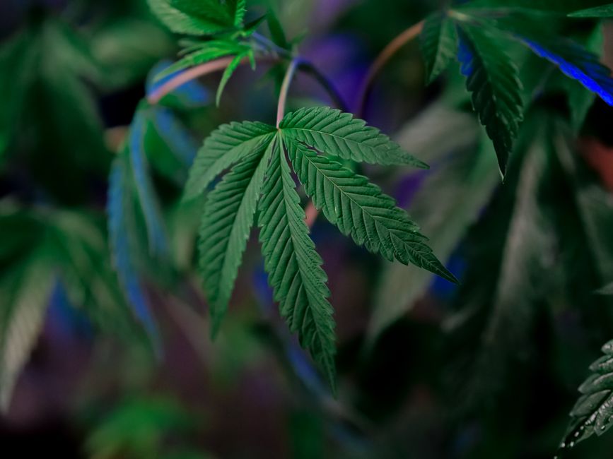 Toma detallada de hojas de cannabis saludables, capturando la vibrante vegetación y los patrones.